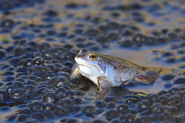 Moorfrosch