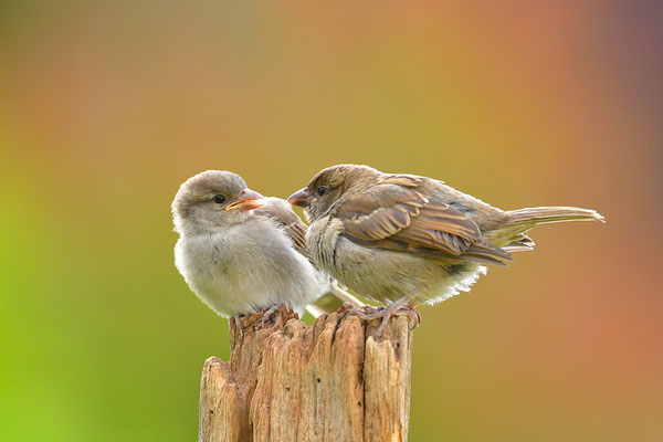 Haussperling Jungvögel