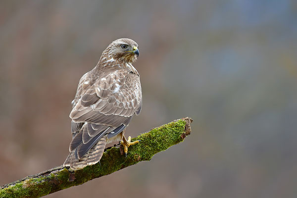 Mäusebussard