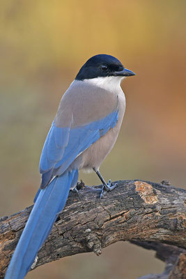 Blauelster