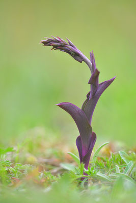 Braunrote Stendelwurz