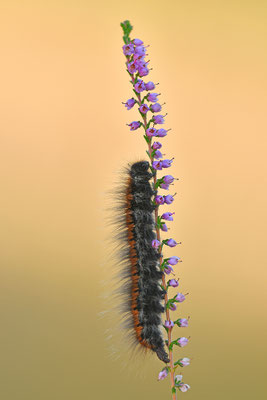 Brombeerspinner Raupe