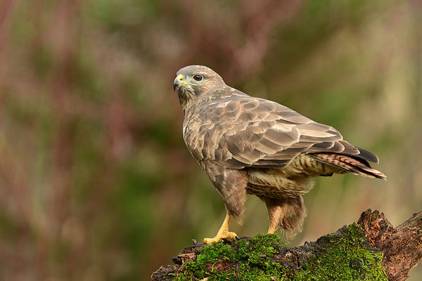 Mäusebussard