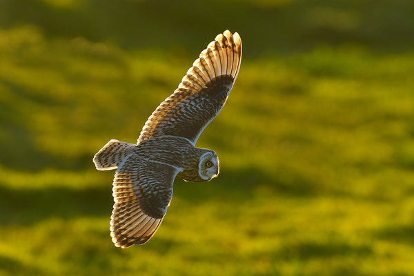 Sumpfohreule im Flug