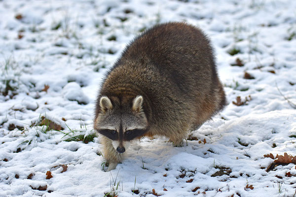 Waschbär