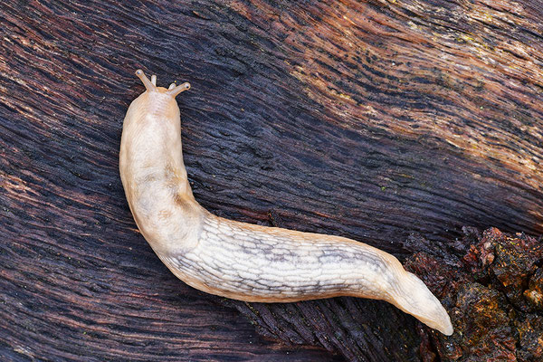 Nacktschnecke