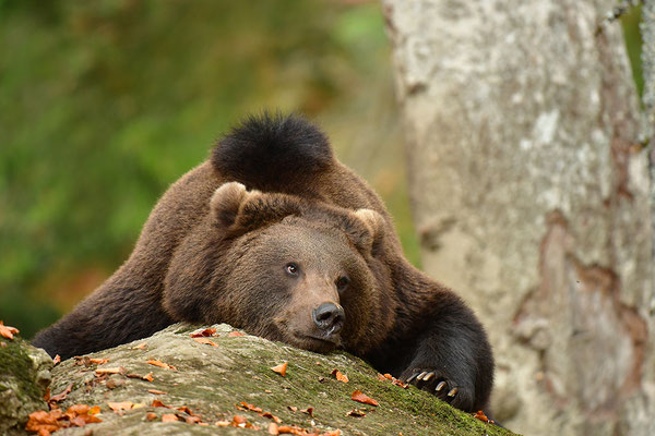 Braunbär