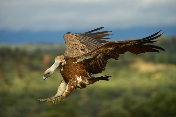 Gänsegeier