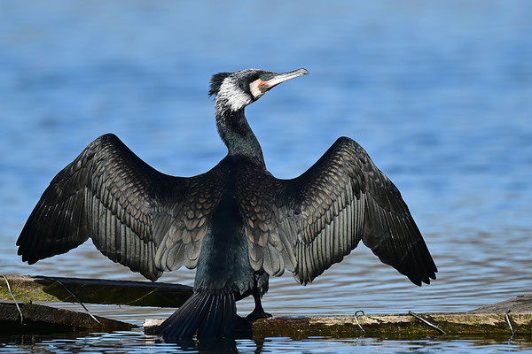 Kormoran