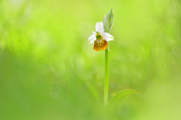 Gelbe Hummelragwurz flavescens