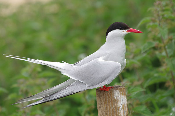 Küstenseeschwalbe