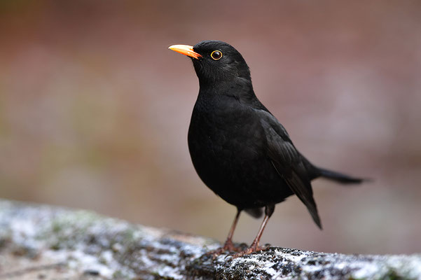 Amsel Männchen