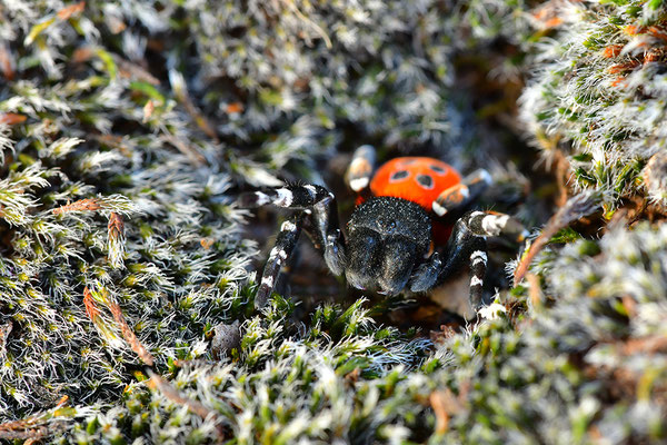 Rote Röhrenspinne, Männchen