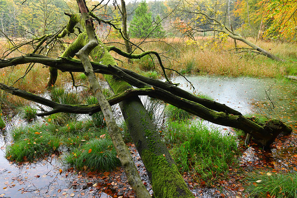 Nationalpark Jasmund