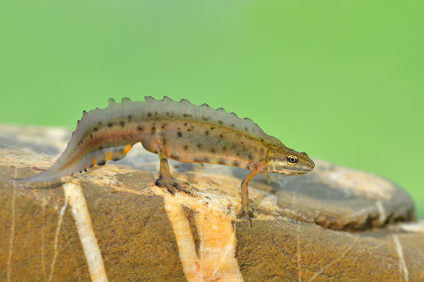 Teichmolch Männchen
