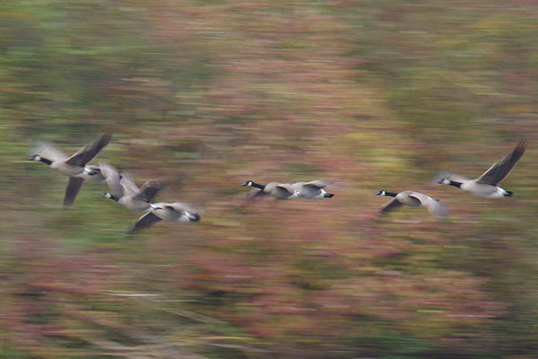 Kanadagans im Flug