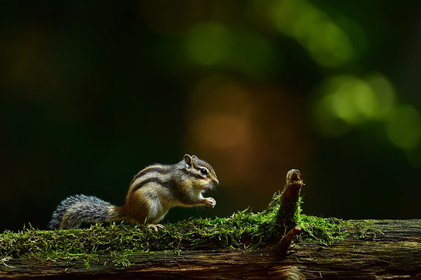 Sibirisches Streifenhörnchen