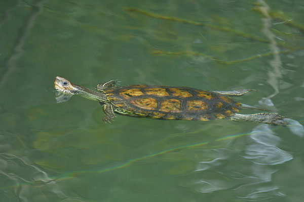 Balkan-Bachschildkröte