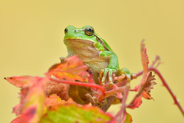 Laubfrosch Weibchen