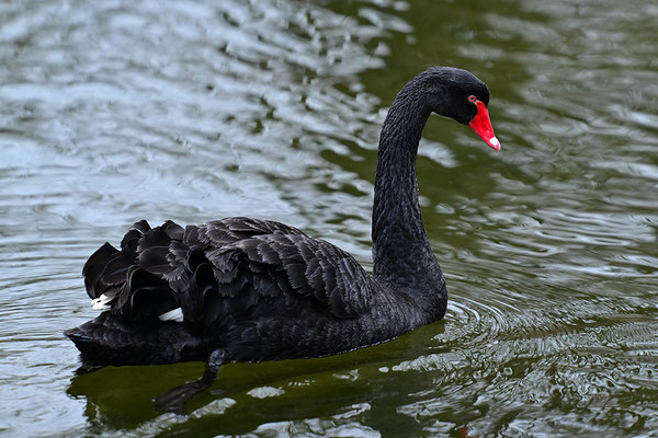 Trauerschwan