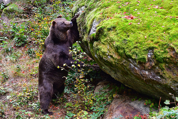 Braunbär, Nationalpark Bayrischer Wald Tierfreigelände Neuschönau