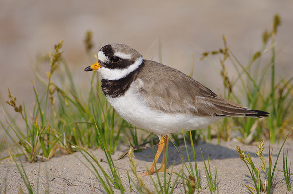 Sandregenpfeifer