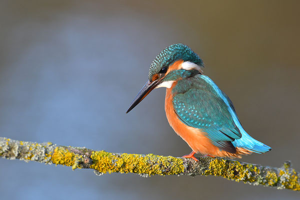 Eisvogel