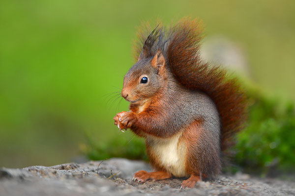 Eichhörnchen