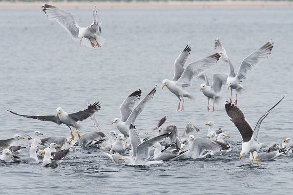 Möwen beim Fischfang