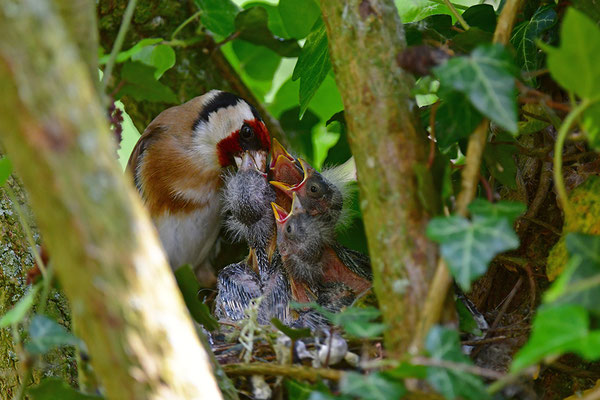 Stieglitz am Nest bei der Fütterung