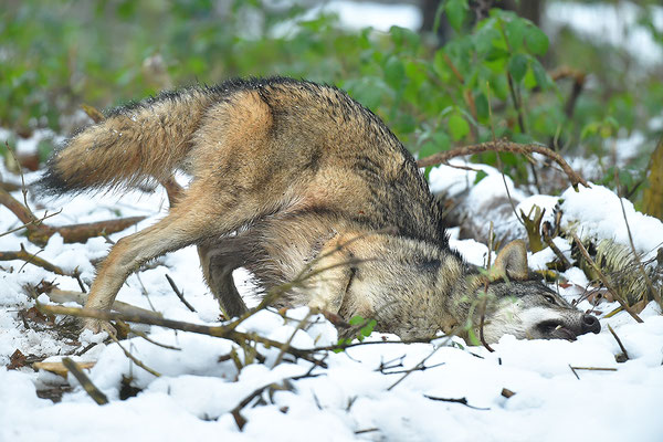 Wolf