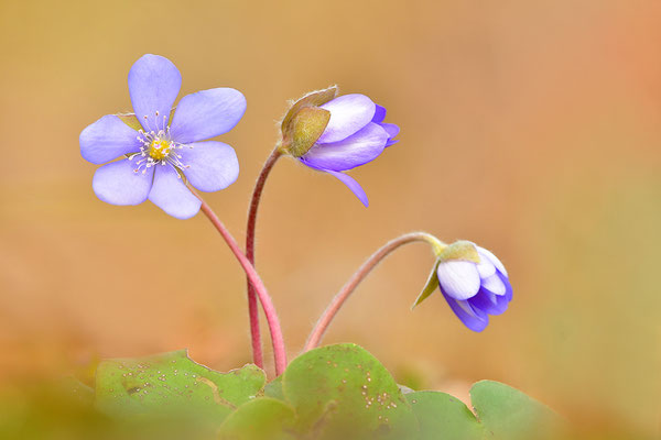 Leberblümchen