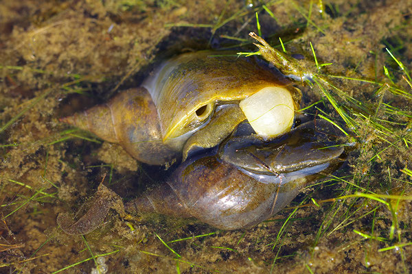 Spitzschlammschnecke
