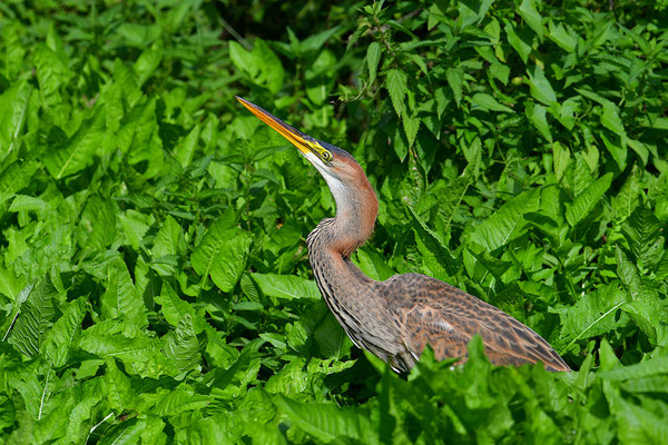 Purpurreiher Jungvogel