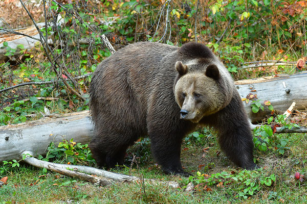 Braunbär Weibchen, Nationalpark Bayrischer Wald Tierfreigelände Neuschönau