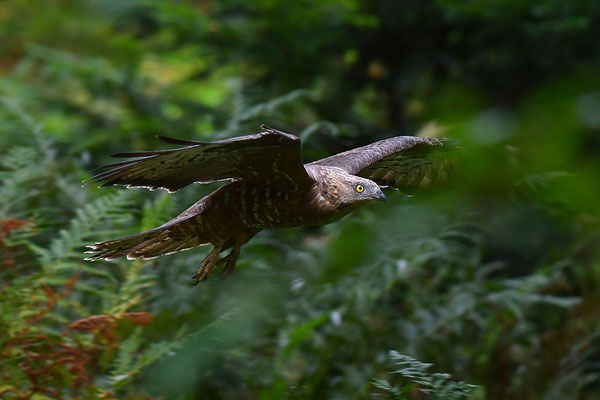 Wespenbussard, Nationalpark Bayrischer Wald Tierfreigelände Neuschönau