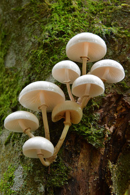 Buchenschleimrübling