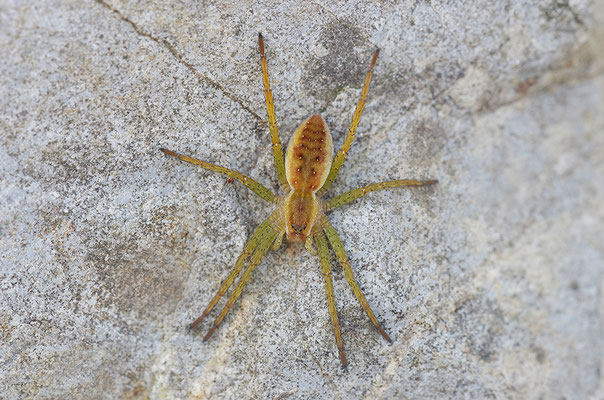 Gerandete Jagdspinne