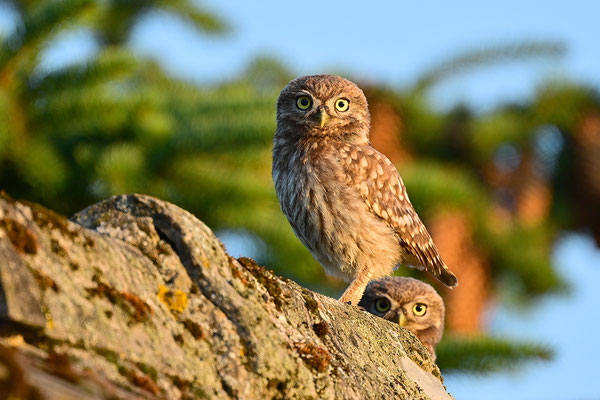 Steinkauz Jungvogel