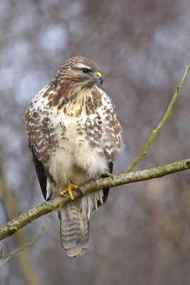 Mäusebussard