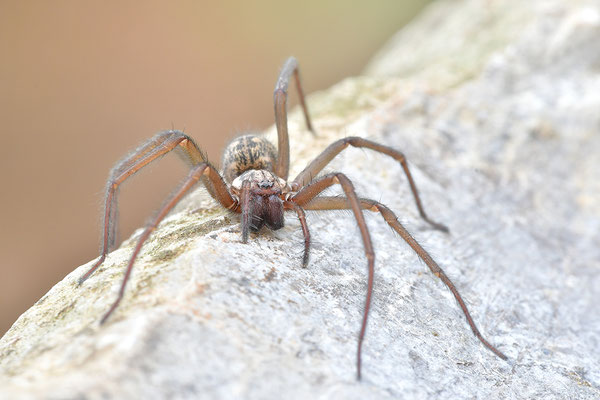 Große Winkelspinne, Hauswinkelspinne
