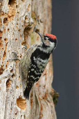 Kleinspecht Männchen