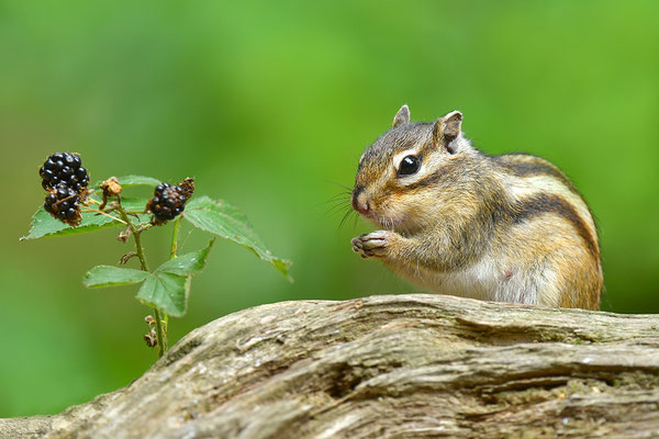 Sibirisches Streifenhörnchen