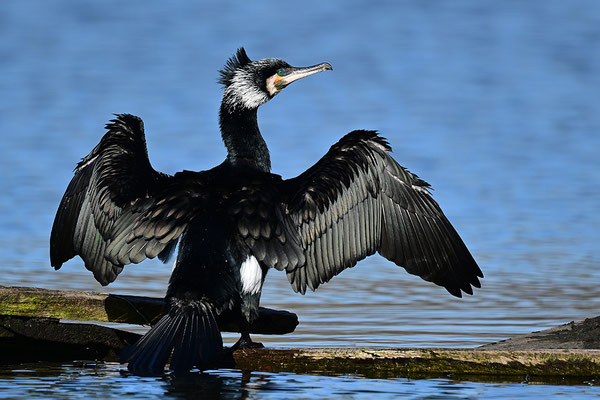 Kormoran