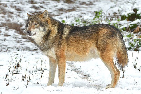 Wolf