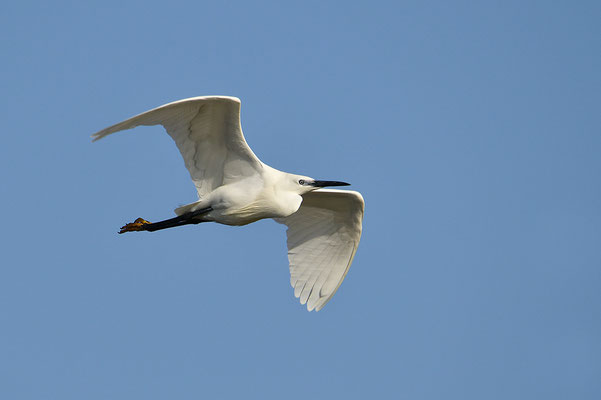 Seidenreiher im Flug