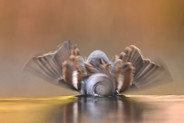 Haussperling