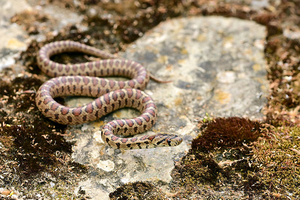 Leopardnatter