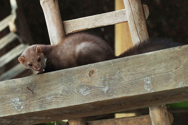 Steinmarder im Otterpark Hankensbüttel