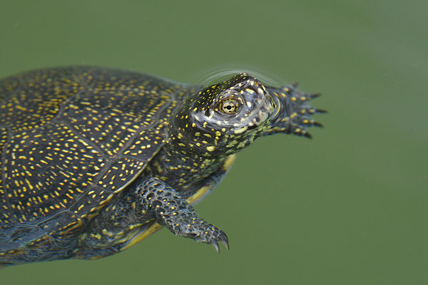 Europäische Sumpfschildkröte
